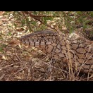 Ein Riesenwaran, Varanus giganteus